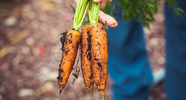 The Future of Urban Agriculture